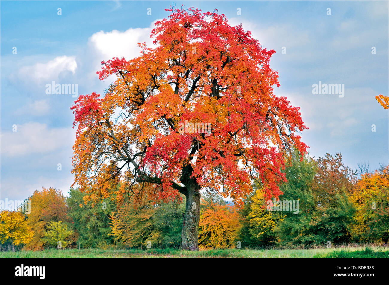 Deutschland, Odenwald: Apfelbaum in der Herbstsaison in Limbach Stockfoto
