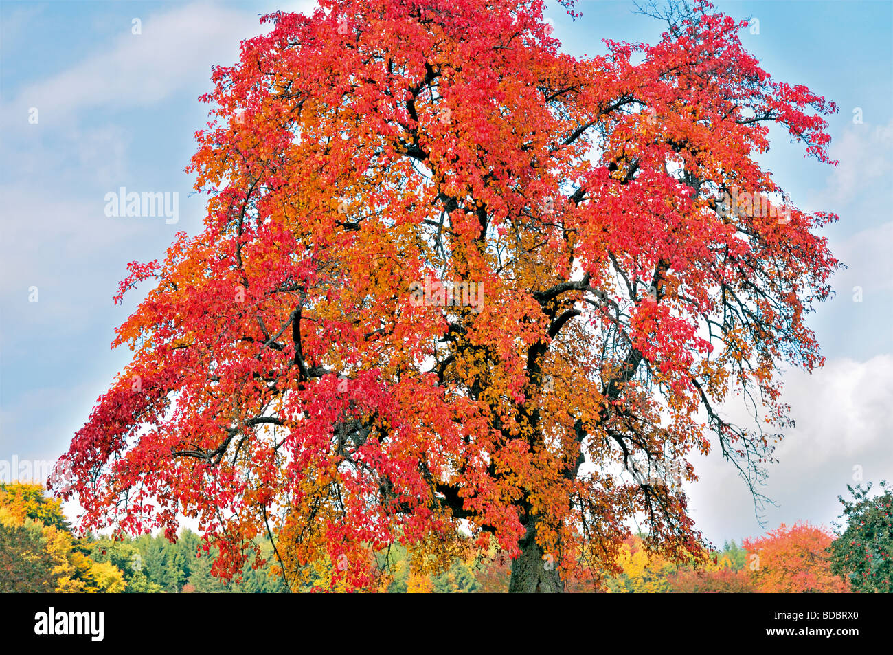 Deutschland, Odenwald: Apfelbaum in der Herbstsaison in Limbach Stockfoto