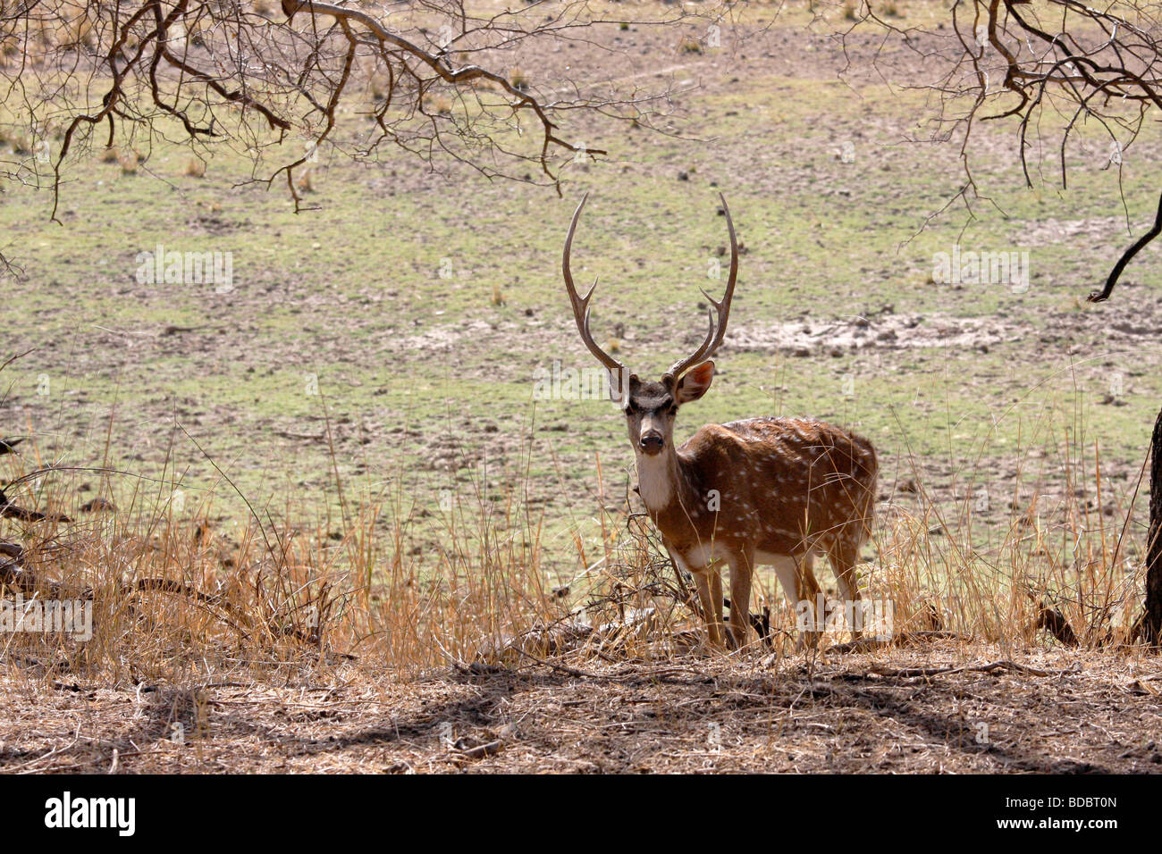 Gefleckte Achse oder Chital Rotwild-Achse-Achse in Ranthambhore Tiger Reserve Rajasthan Indien Stockfoto