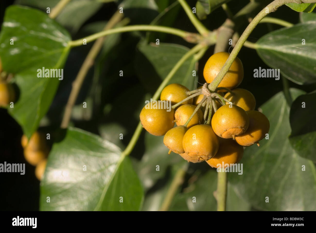Früchte des Efeus, Hedera Helix, Araliaceae Stockfoto
