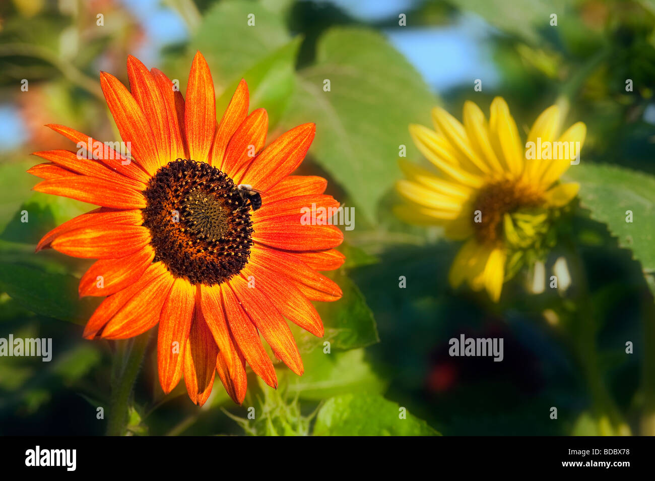 Sonnenblume mit Biene. Stockfoto
