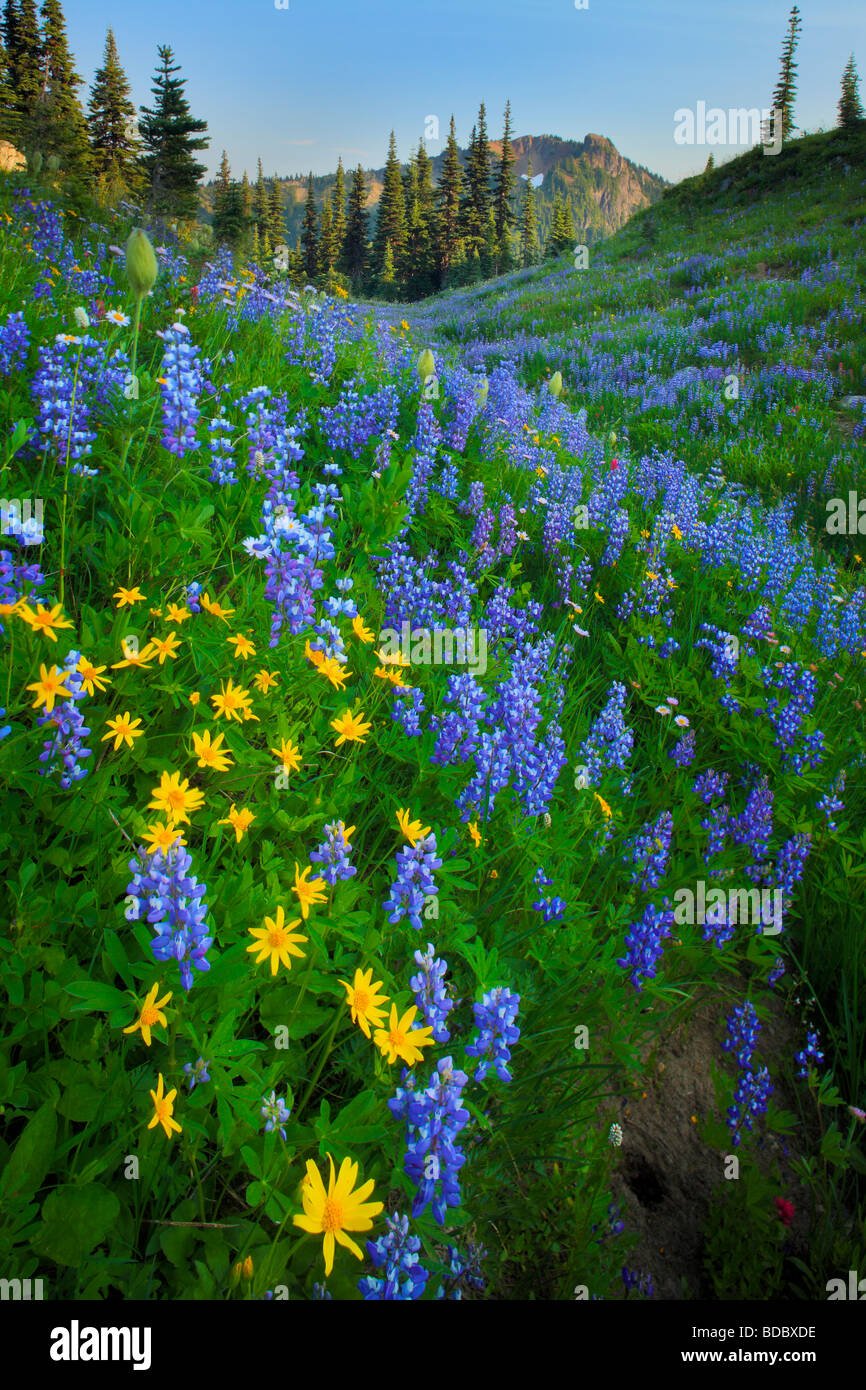 Lupinen und Sonnenblumen entlang Naches Peak Trail in Mount Rainier Nationalpark Stockfoto