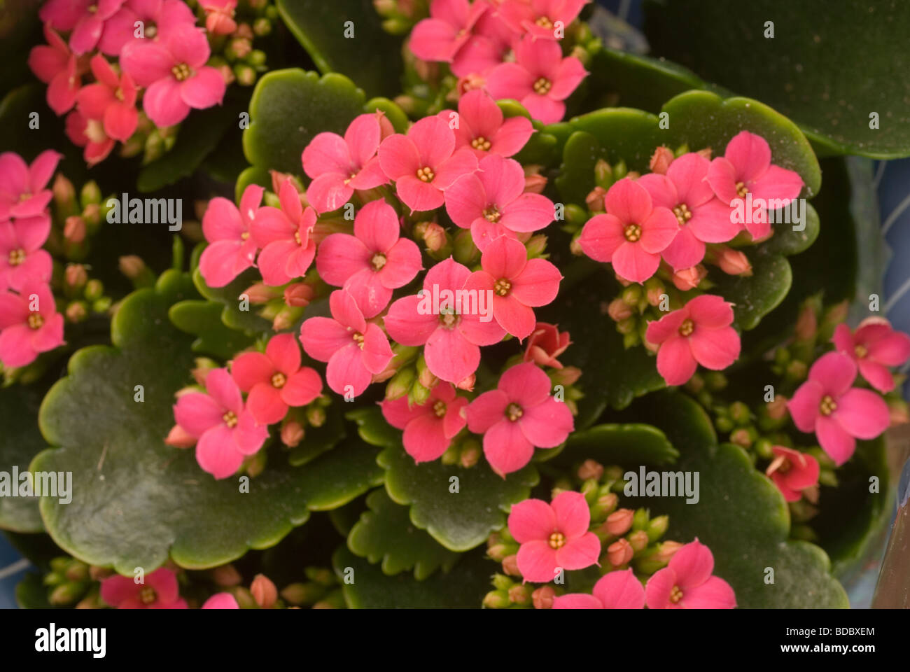Kalanchoe sp Fotos und Bildmaterial in hoher Auflösung Alamy
