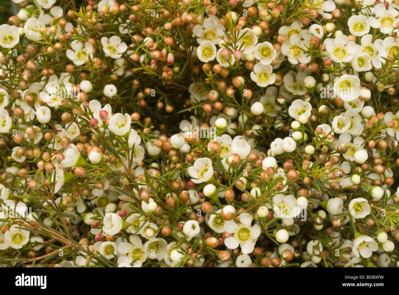 Blumen von Chamelaucium Uncinatum, Ofir, Myrtaceae Stockfoto