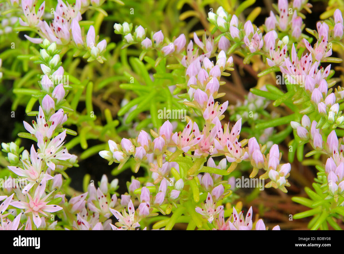 Seestern Blume Seastar Blume 01 Stockfoto