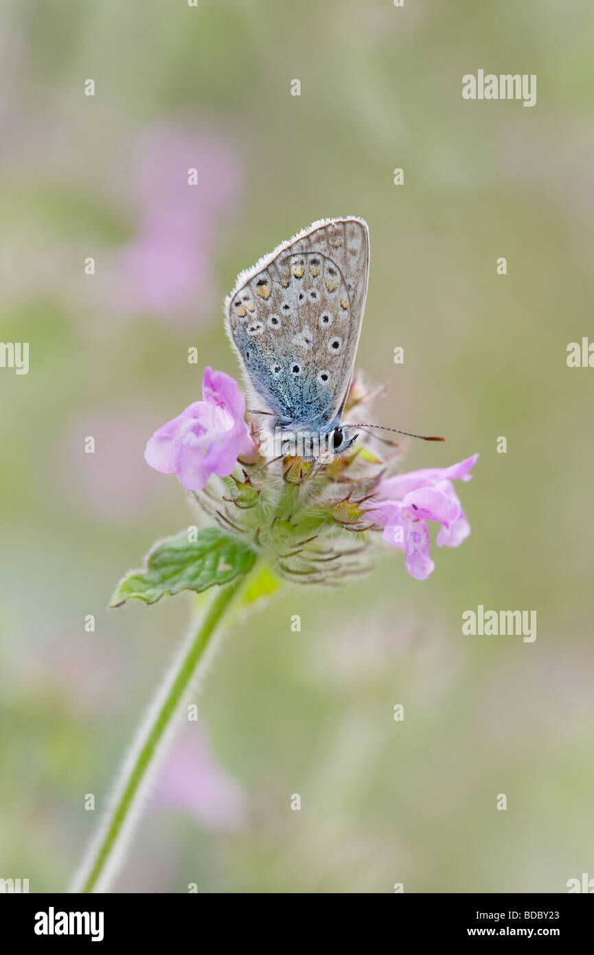 Gemeinsamen blau Schmetterling auf einer wilden Blume an einem Sommerabend Stockfoto