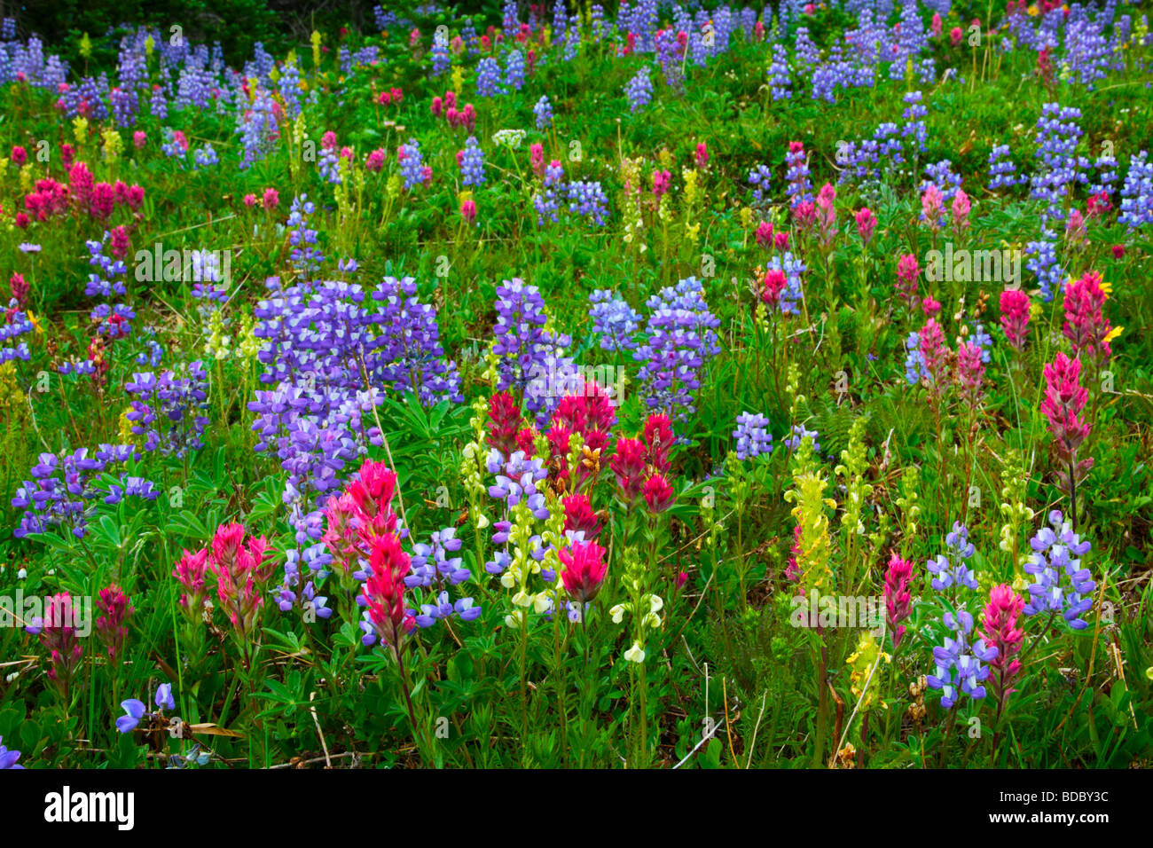 Sommer-Wildblumen im Bereich Sunrise von Mount Rainier Nationalpark Stockfoto