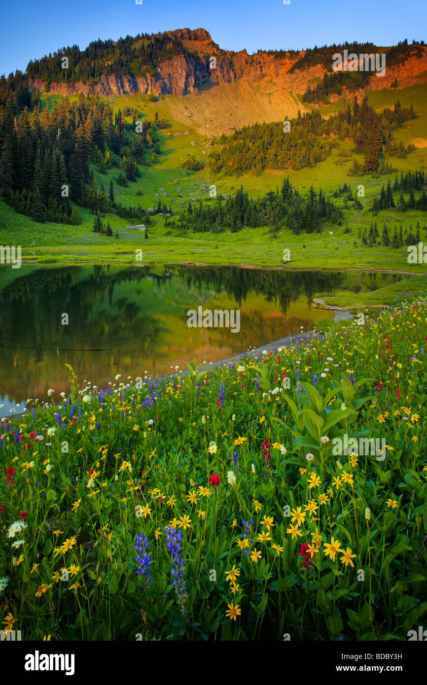 Sommer-Wildblumen am Tipsoo See in Mount Rainier Nationalpark Stockfoto