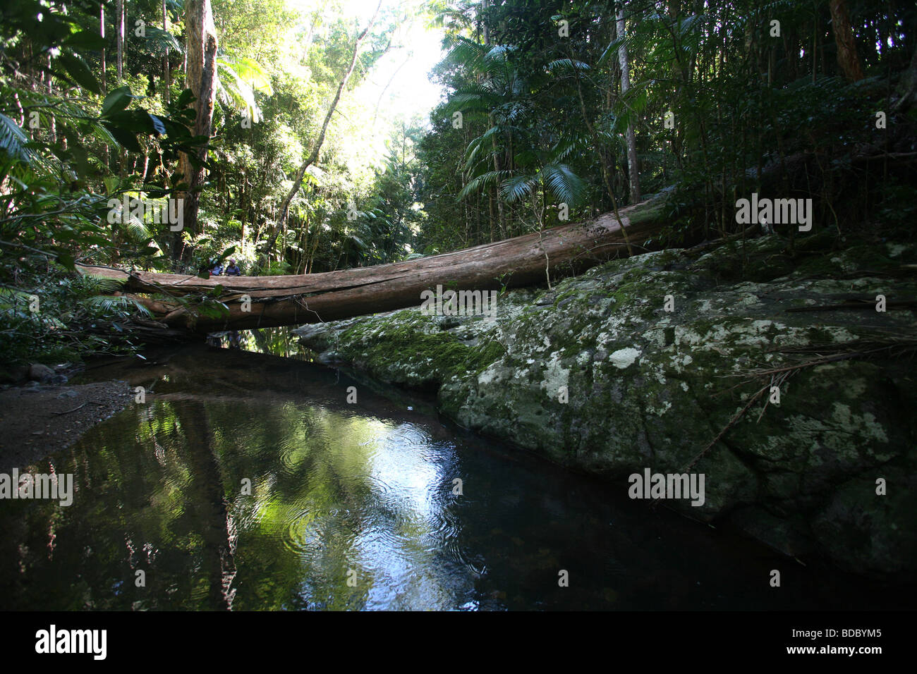 Umgestürzter Baum über Bach im australischen Regenwald Stockfoto