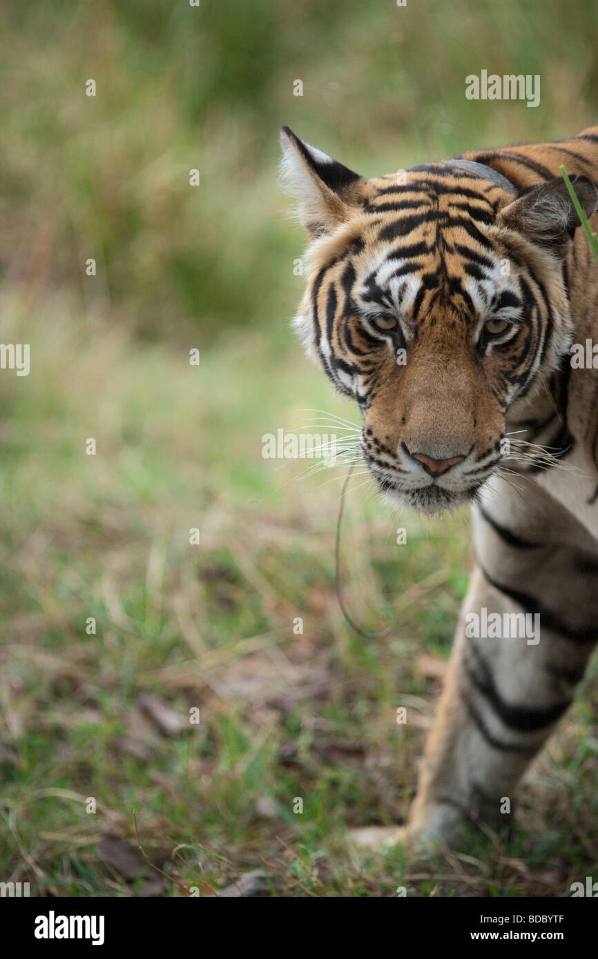 Bengal Tiger hautnah. (Panthera Tigris) Stockfoto