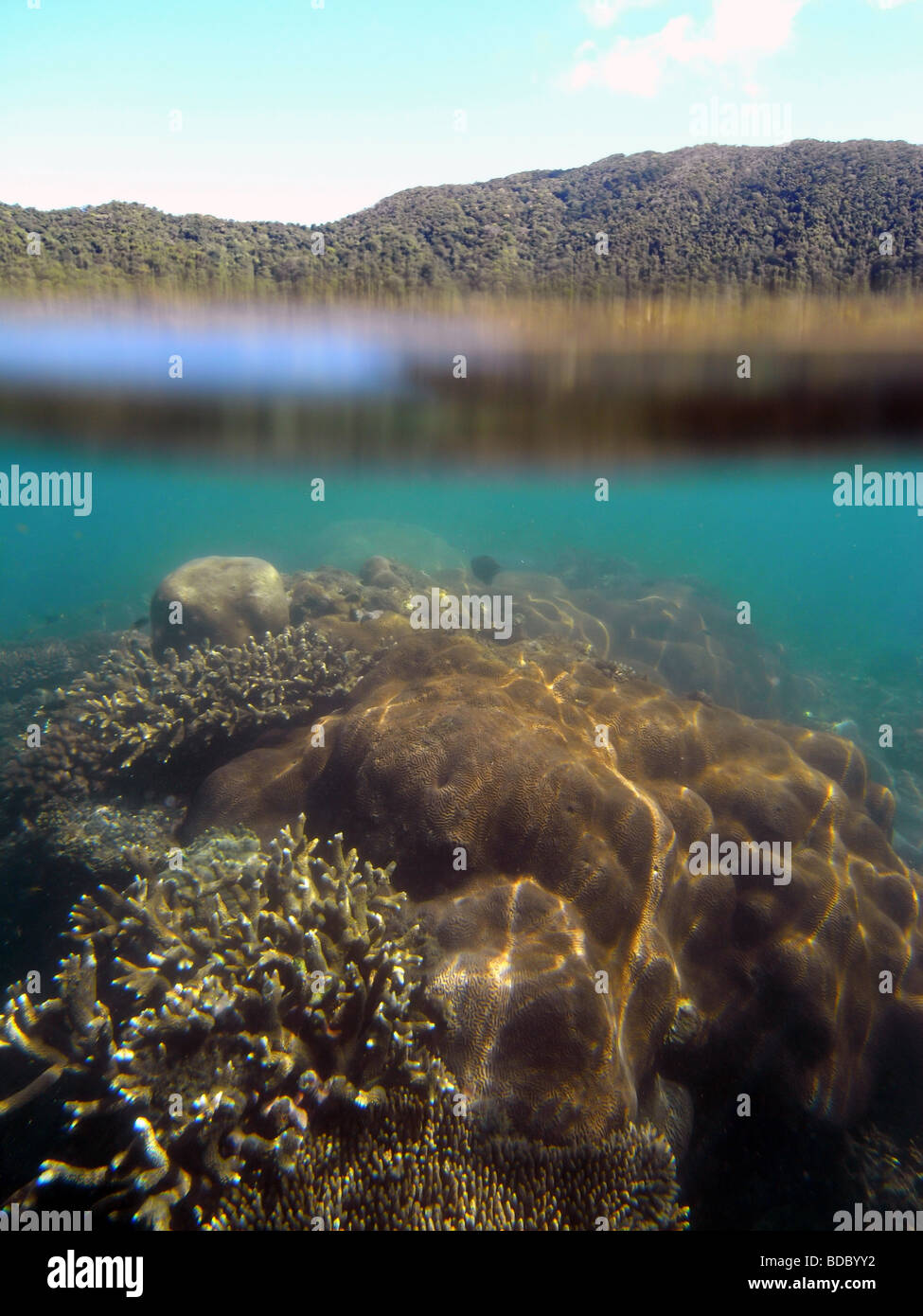Gesunden Korallen Riffe Farbsäume der Küste, Daintree Nationalpark, Queensland, Australien Stockfoto
