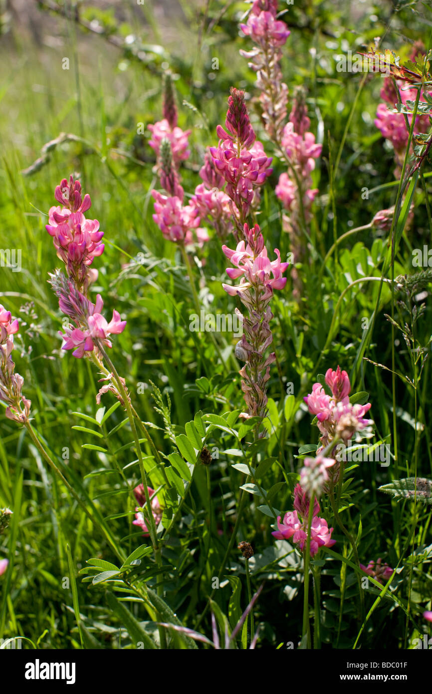 Esparsette Blumen, Cheltenham, Großbritannien Stockfoto