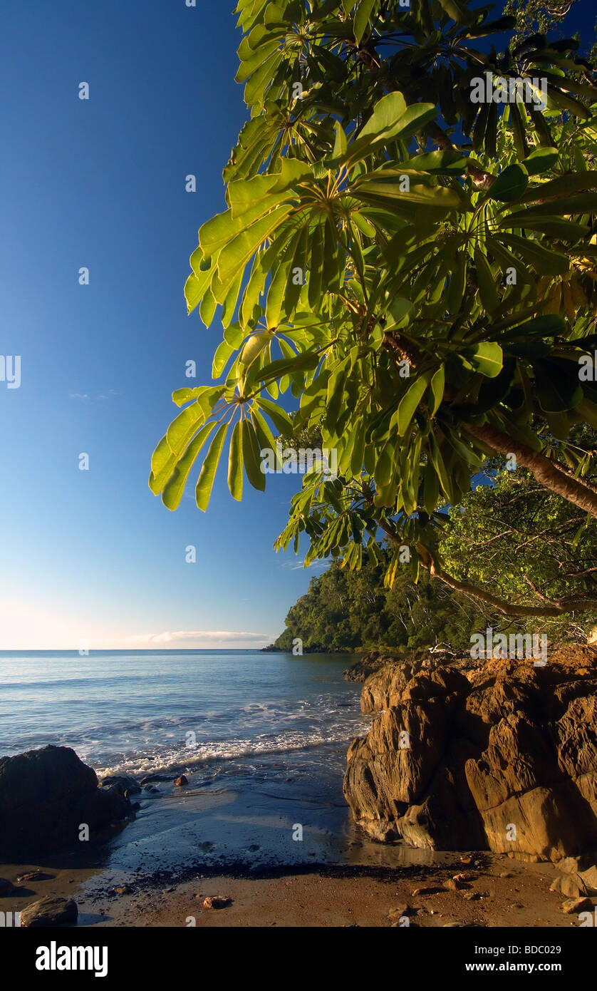 Regenwald einschließlich Regenschirm Bäume (Schefflera Actinophylla) Fransen die unberührten Strände des Daintree National Park Stockfoto