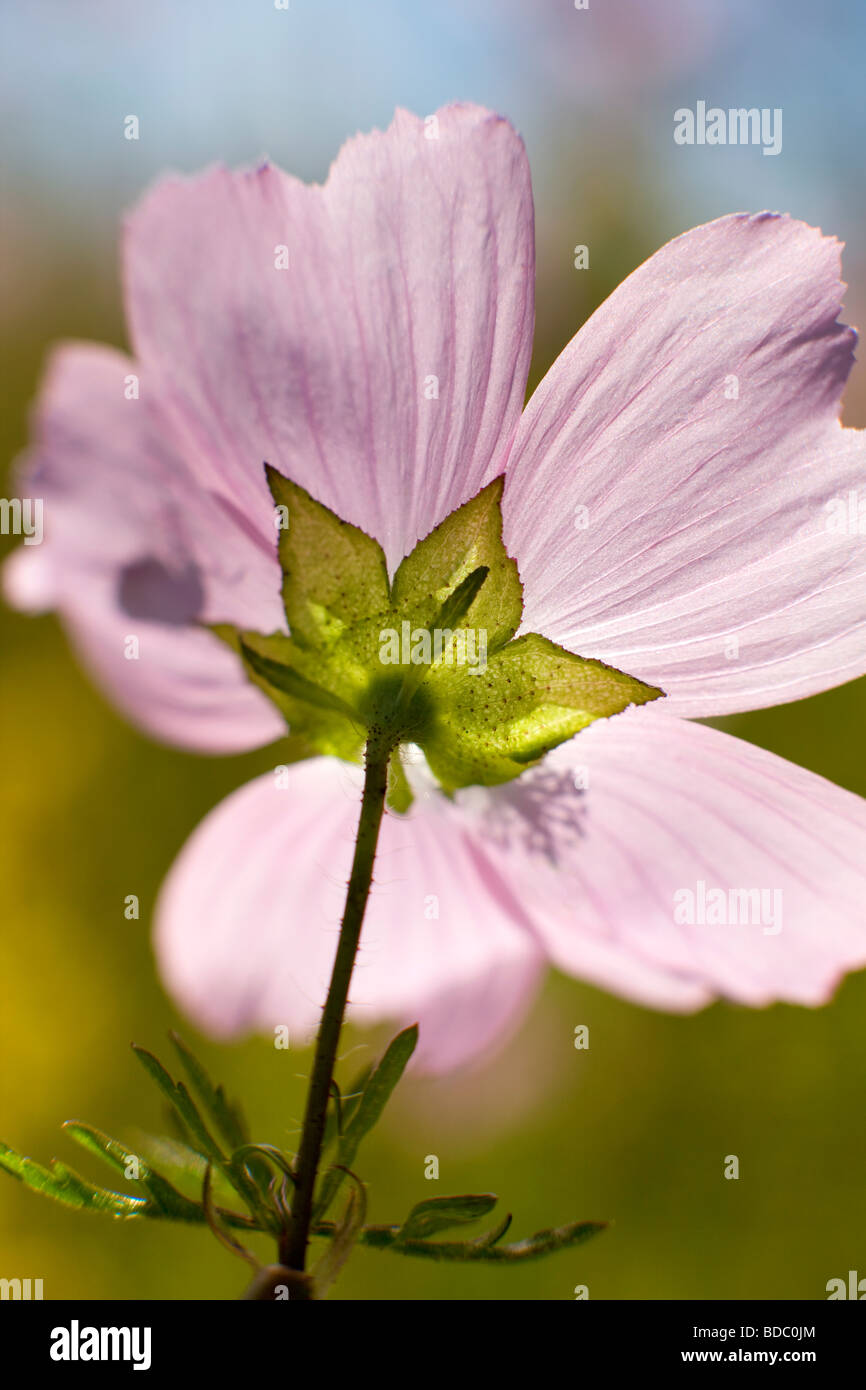 Moschusmalve, Malva Mochata Stockfoto