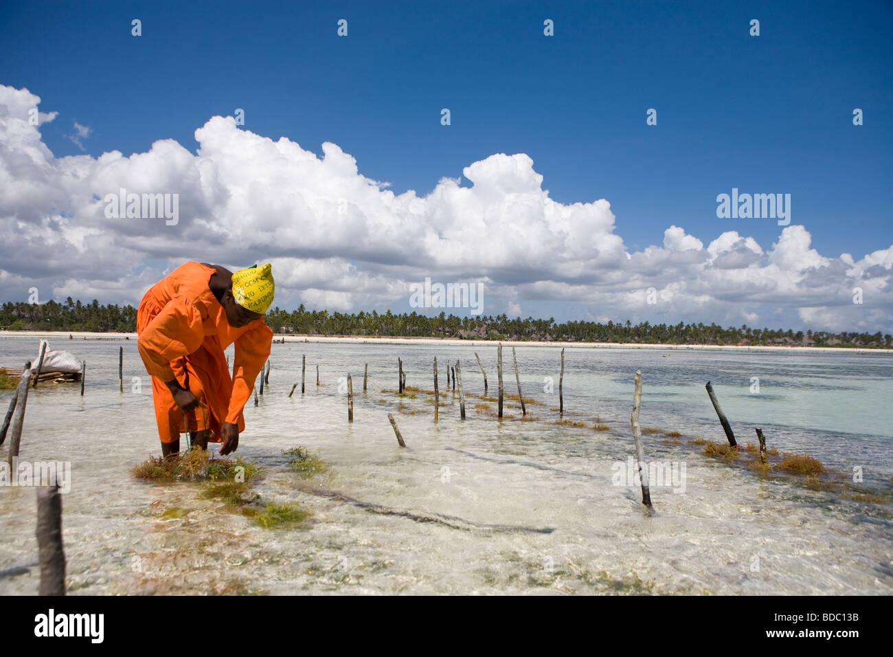 Lokalen Zanzibar Frau ernten Algen in Sansibar, Tansania Stockfoto