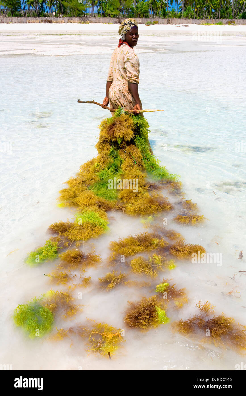 Lokalen Zanzibar Frau ernten Algen in Sansibar, Tansania Stockfoto