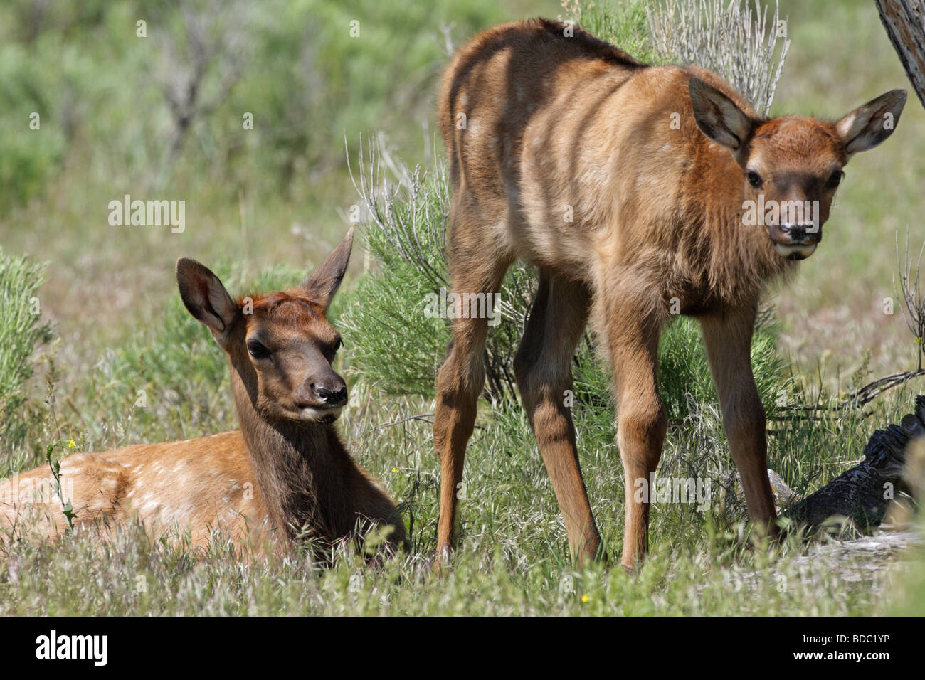 Elch Alces Alces zwei Neugeborene Kälber eine stehende eine liegend in den Salbei Pinsel in Yellowstone USA Stockfoto