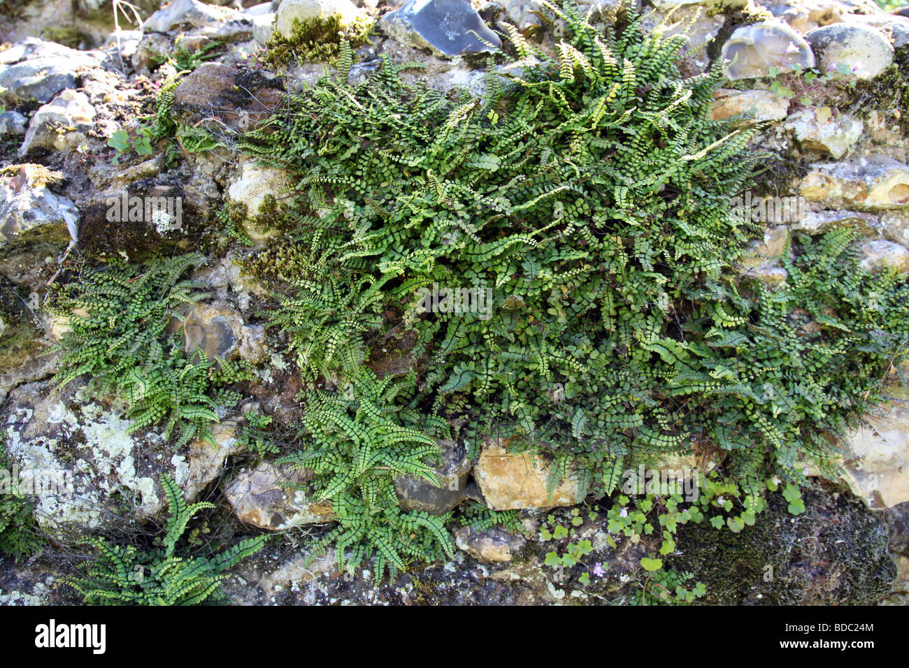 Harts Zunge Farn Phyllitis scolopendrium Stockfoto