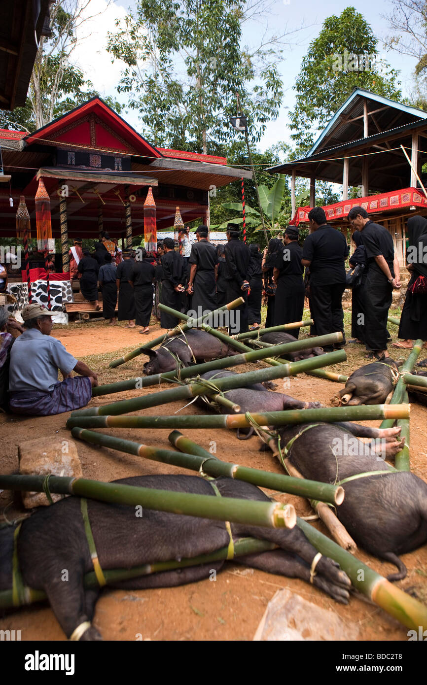 Indonesien Sulawesi Tana Toraja Toraja Beerdigung traditionell gekleidet Familie Trauernden vorbei trussed Schweine für die Schlachtung Verarbeitung Stockfoto