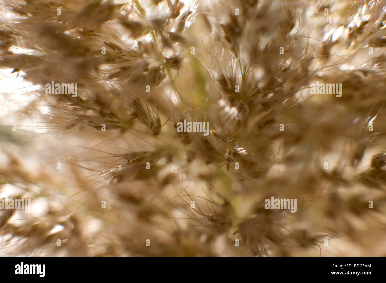 Nahaufnahme des Zebra Grases, Miscanthus sinensis Stockfoto