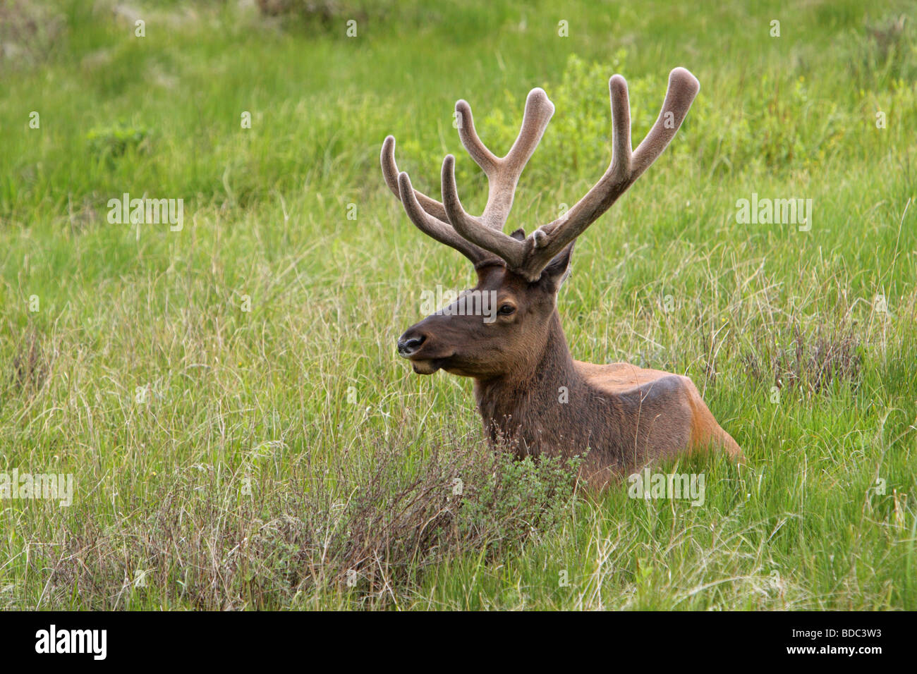 Elchen Alces Alces männlich mit neuen Wachstum samt Geweih liegen in den Rasen auf einer Wiese in Yellowstone Stockfoto