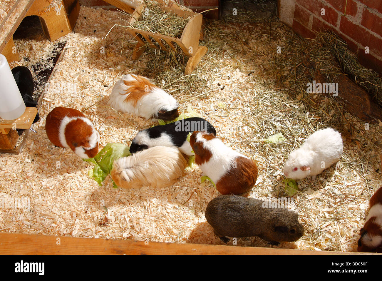 Meerschweinchen im Gehege Stockfoto