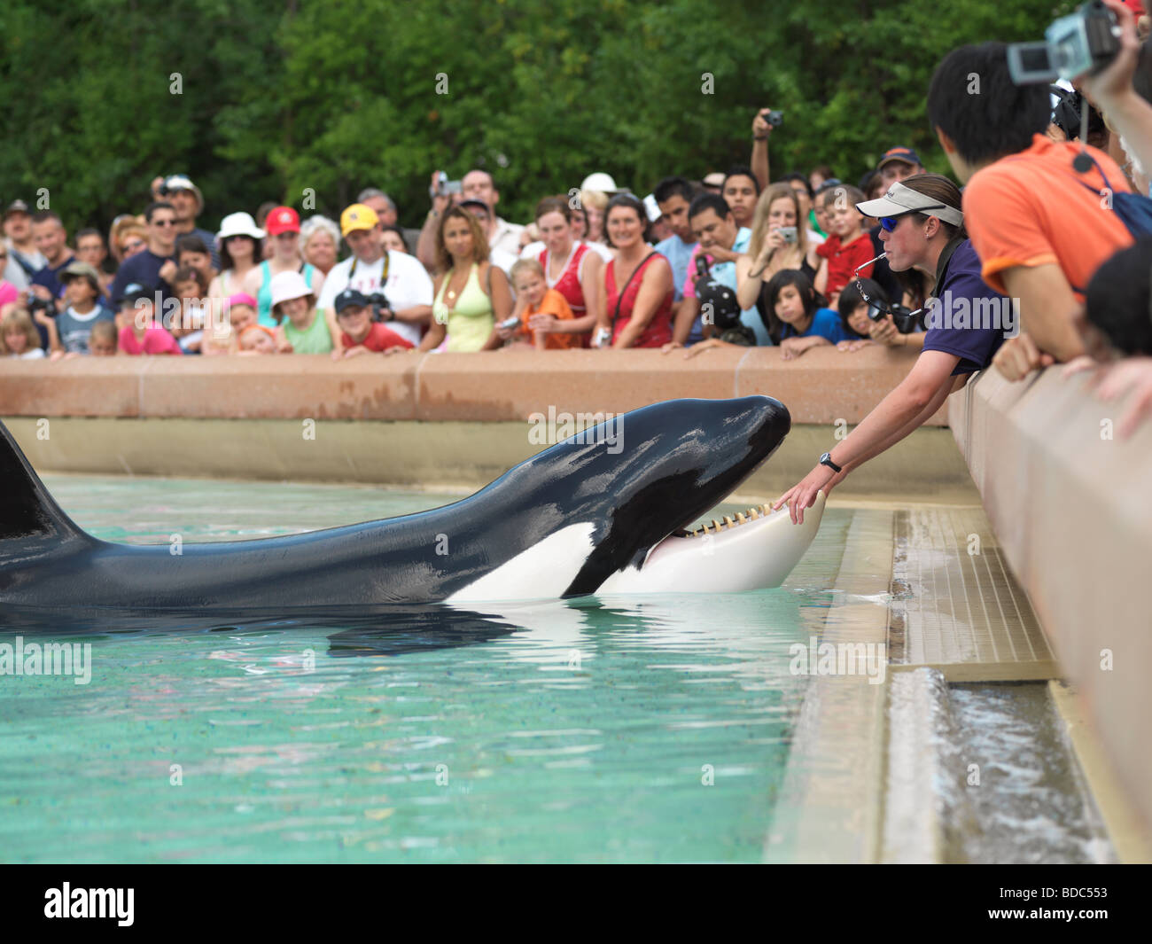 Menschen, die gerade Killerwal-Show im Marineland Niagara Falls Stockfoto