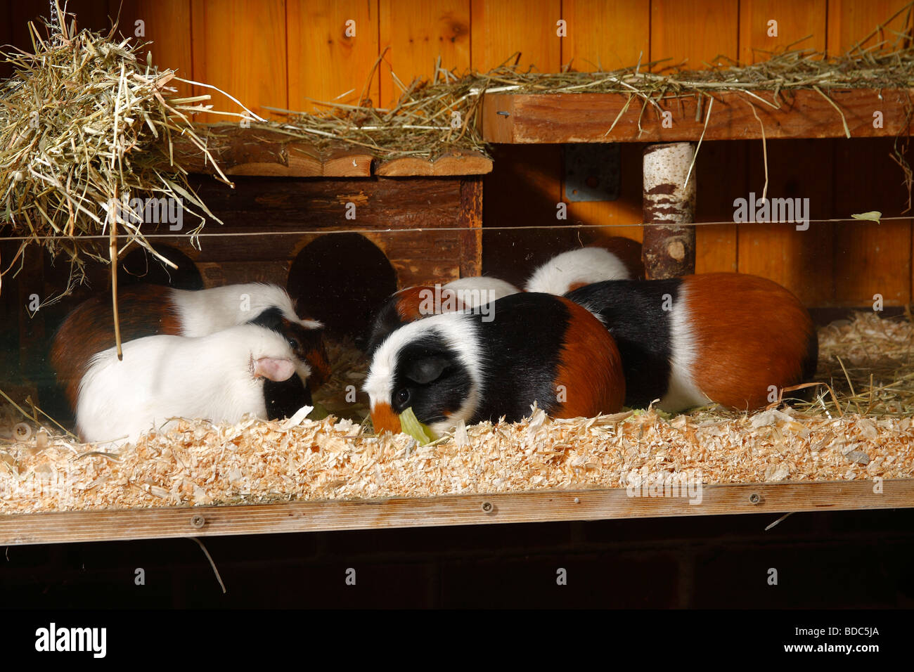 Meerschweinchen im Gehege Stockfoto