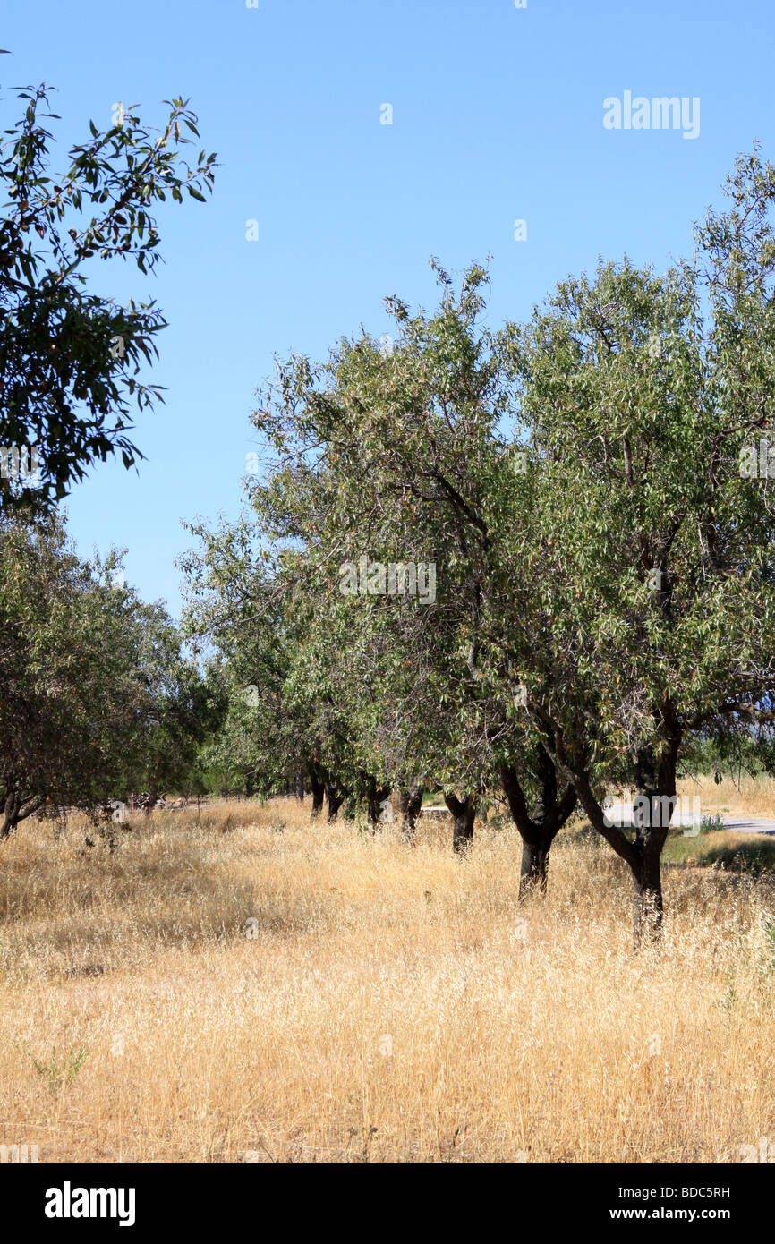 Olive Grove oder Obstgarten in Südfrankreich Stockfoto