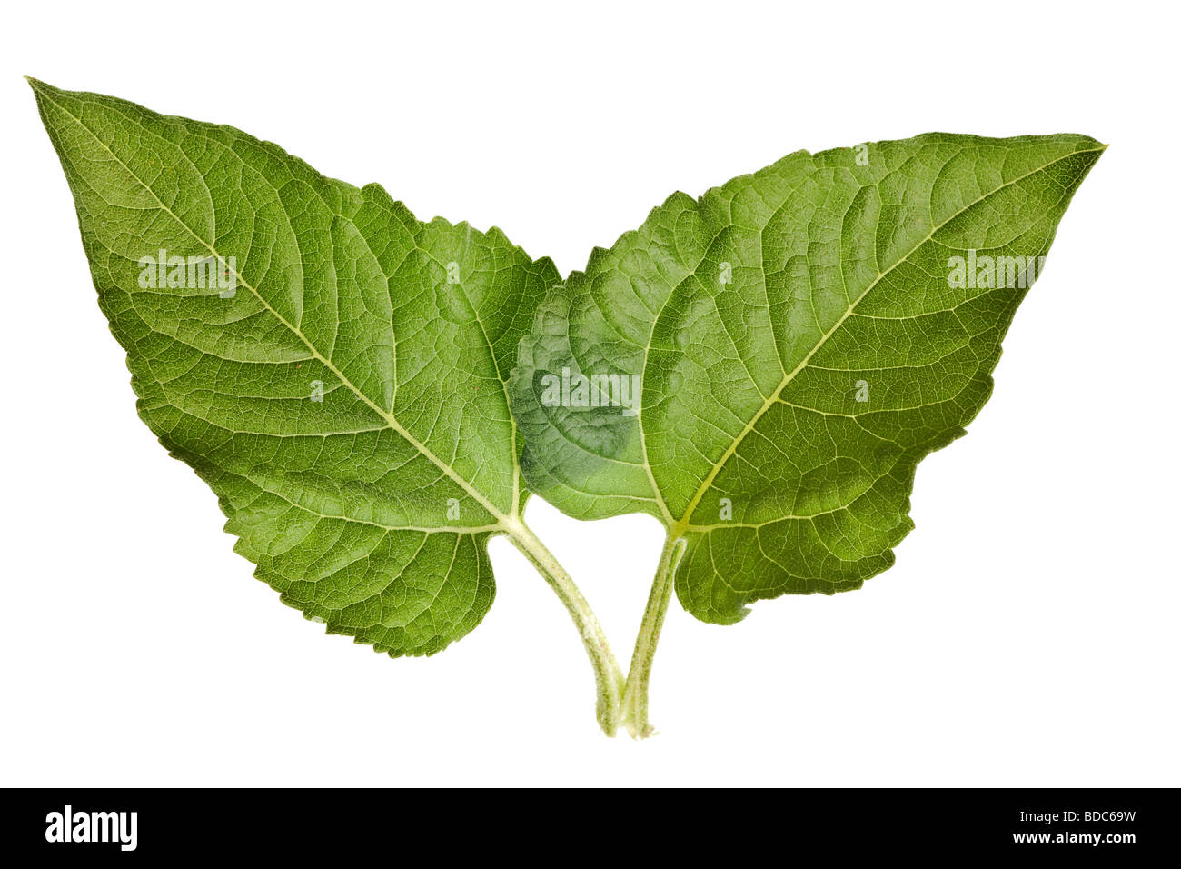 Sonnenblume Blätter auf einer rein weißen Hintergrund isoliert Stockfoto