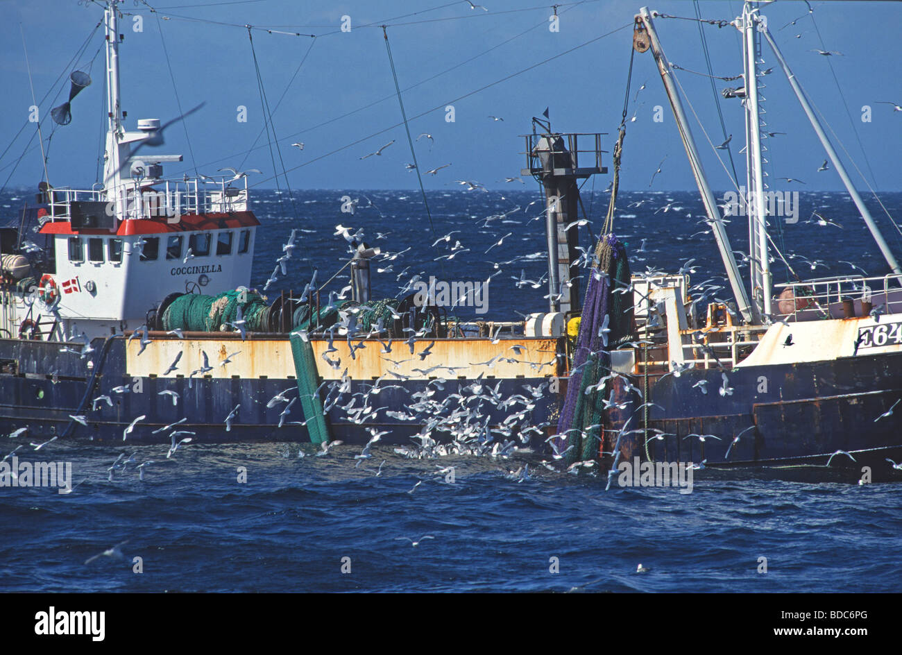 Dreizehenmöwen Rissa Tridactyla versammeln, um rund um dänische Sandaal Trawler Coccinella ernähren. Eastern Scotland ca. 1995 Stockfoto