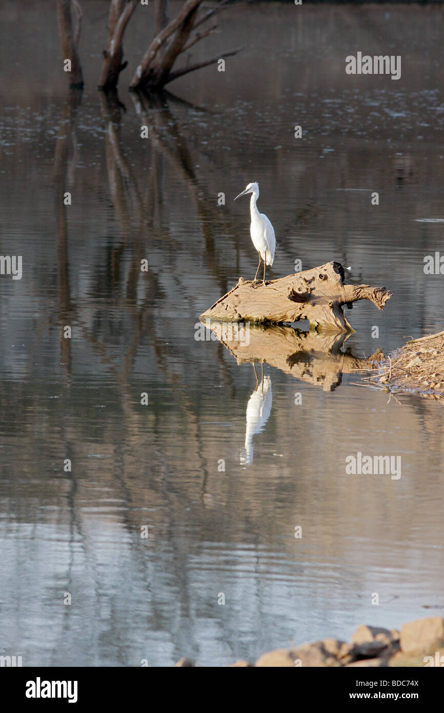 Fortgeschrittene Reiher Egretta Intermedia in Ranthambhore Tiger Reserve Stockfoto