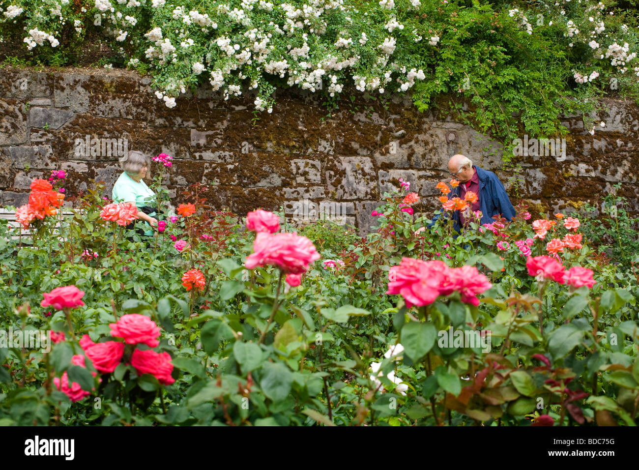 International Rose Test Garden in Portland, Oregon, die Stadt der Rosen Stockfoto