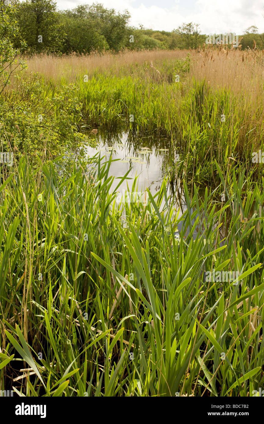 Landschaft Fluss, Norfolk Broads, UK Stockfoto