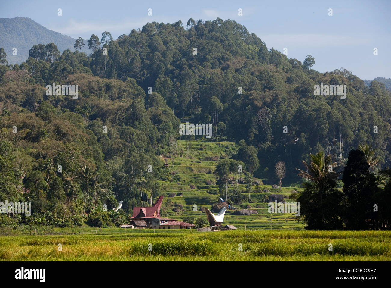 Indonesien, Sulawesi, Tana Toraja, entfernten Dorf über Reisfelder Stockfoto