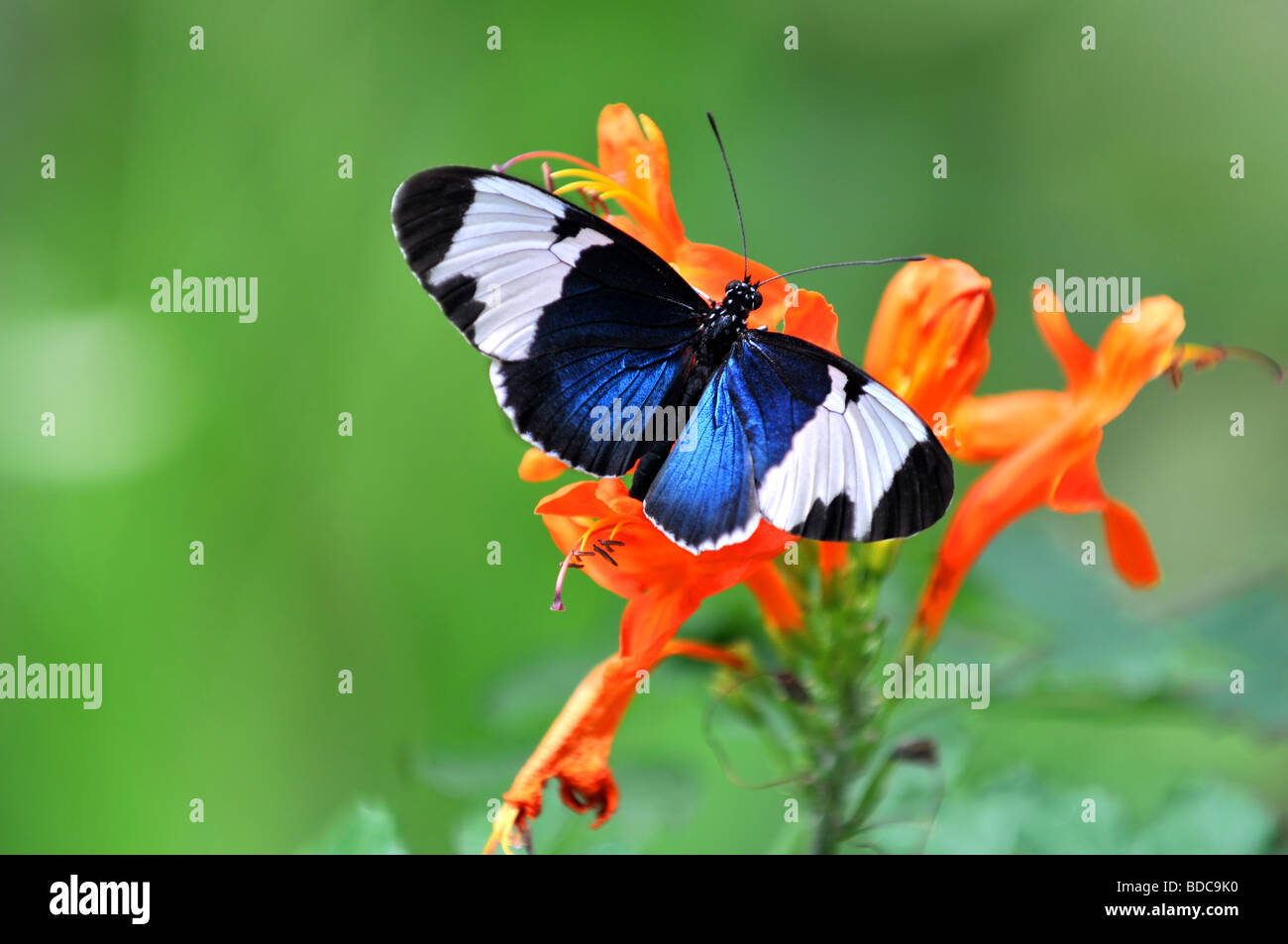 Heliconius Cydno Schmetterling thront auf leuchtend orangen Blüten auf einem grünen Hintergrund Stockfoto