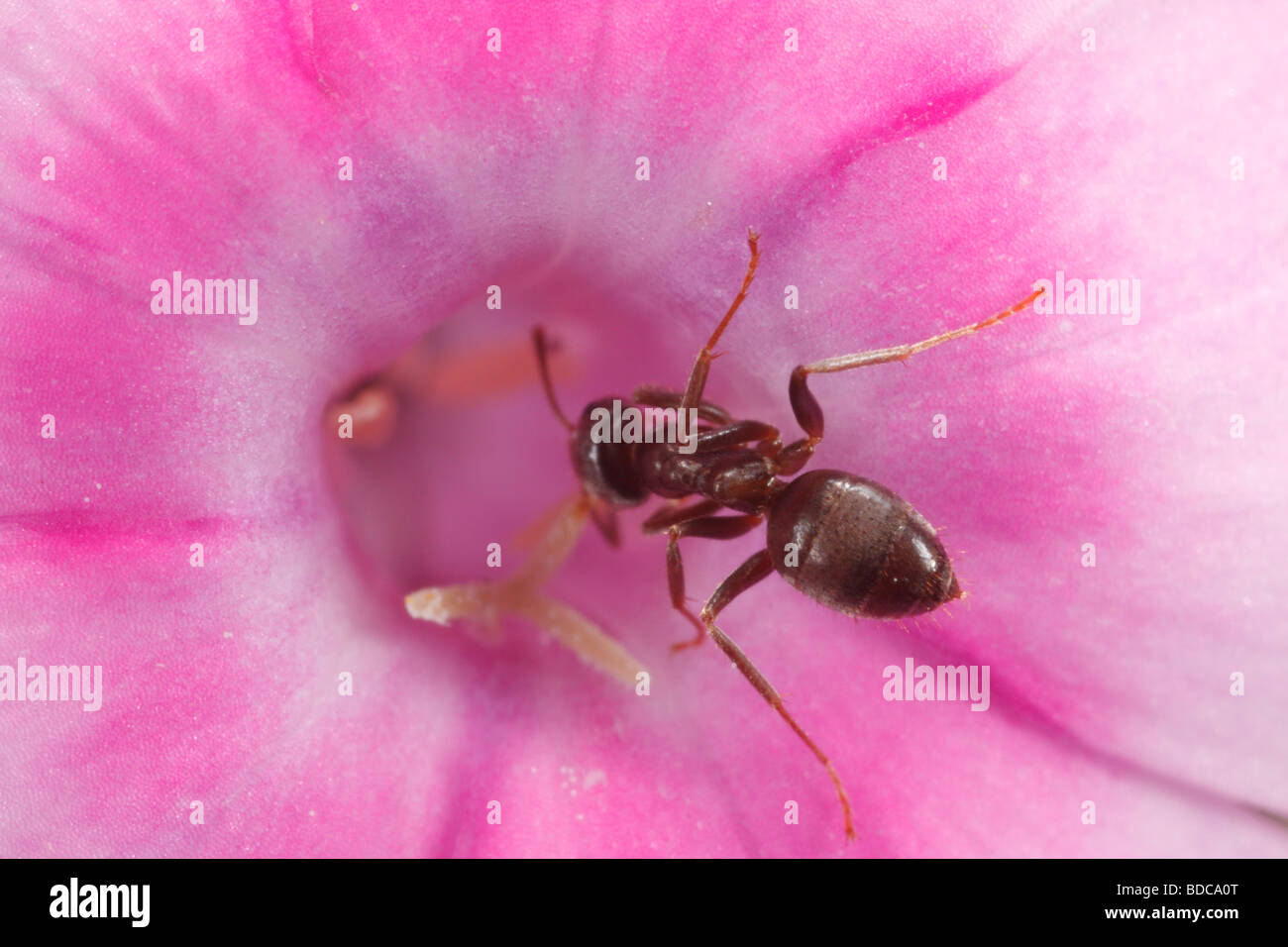 Lasius spec Ameisen ernähren sich von einer Blume Phlox. Stockfoto