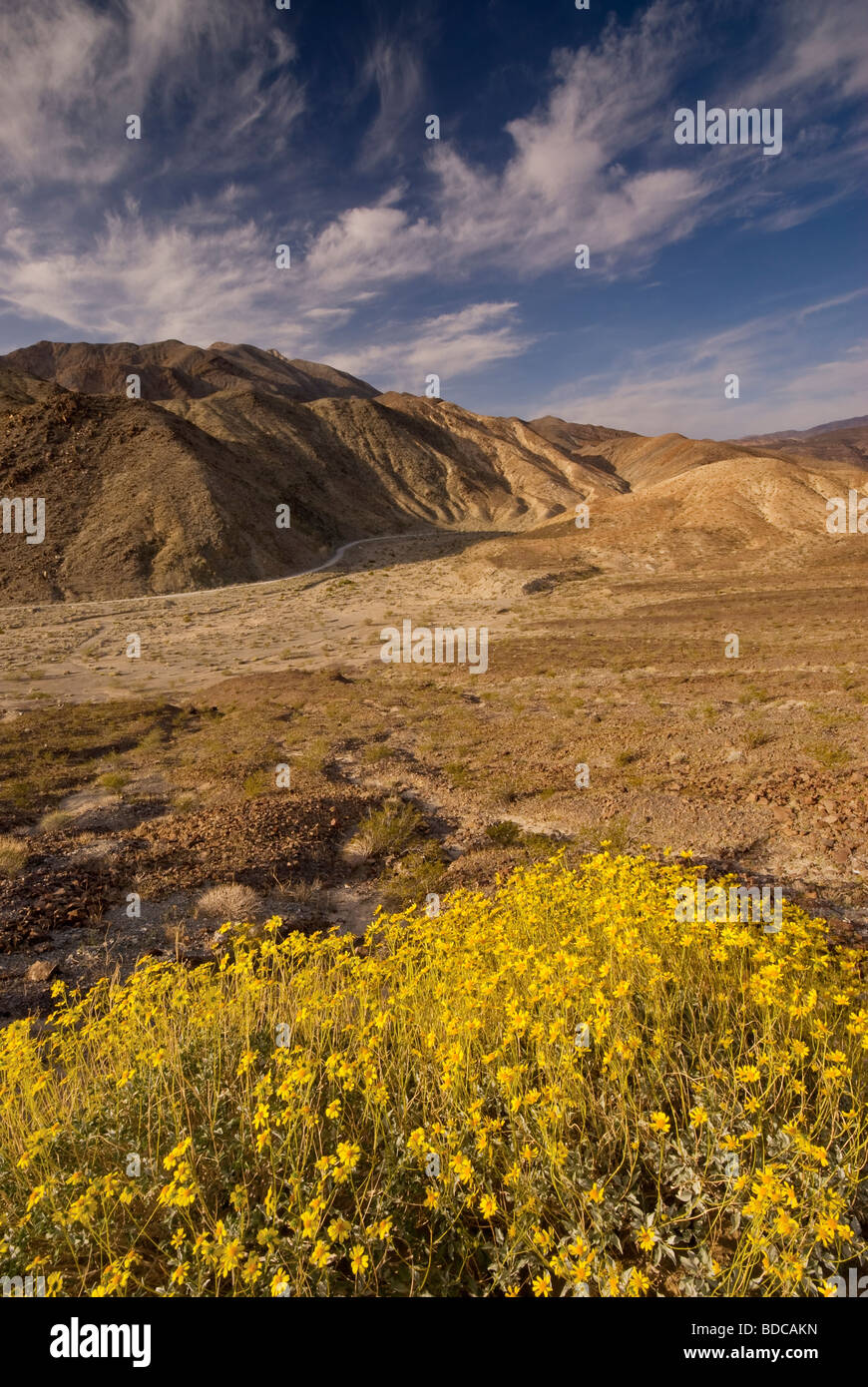 Brittlebush blühen im Frühjahr im Darwin-Canyon in der Nähe von Panamint Valley Death Valley Nationalpark Kalifornien USA Stockfoto