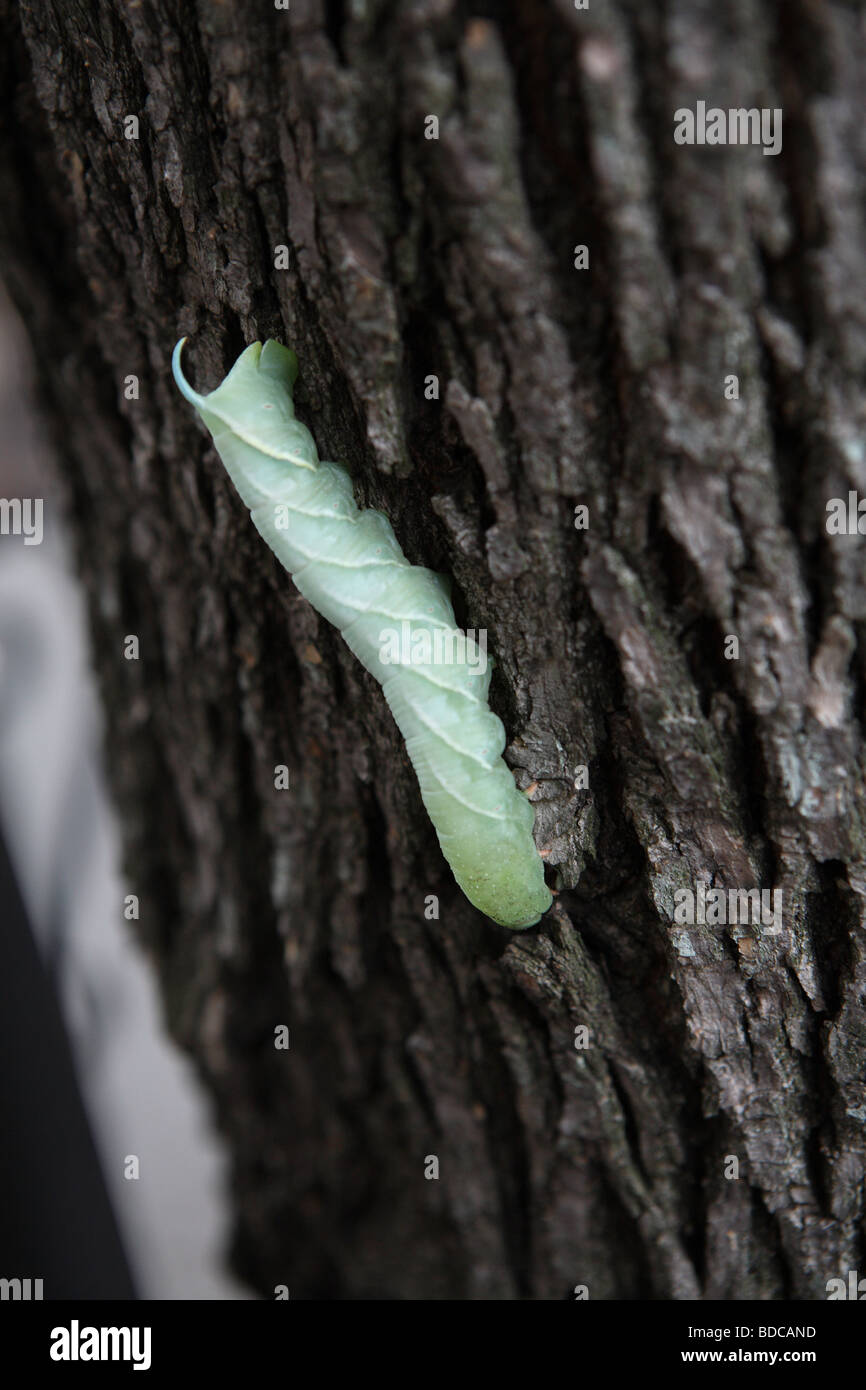 Ein Tomaten-Hornworm auf der Suche nach einer Unterkunft verpuppen Stockfoto