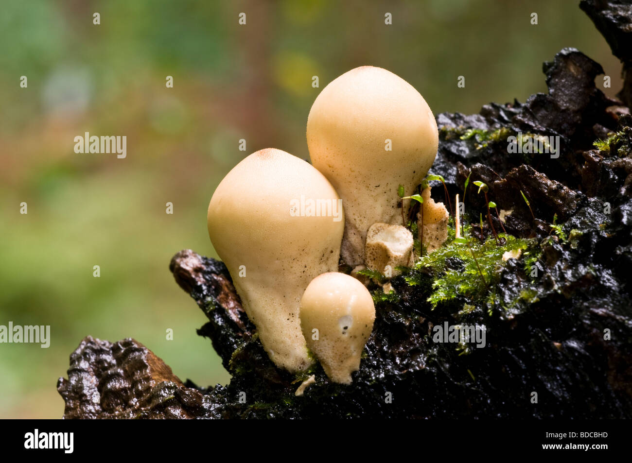 Stumpf Puffball Lycoperdon pyriforme Stockfoto