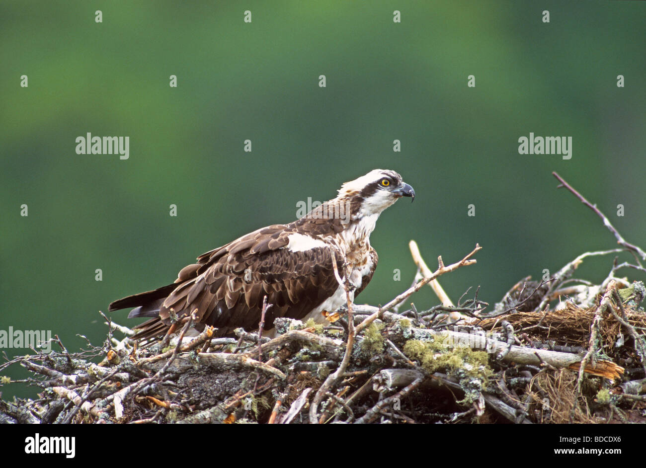 Fischadler Pandion Haliaetus Erwachsenen zu verschachteln, Schottland Stockfoto