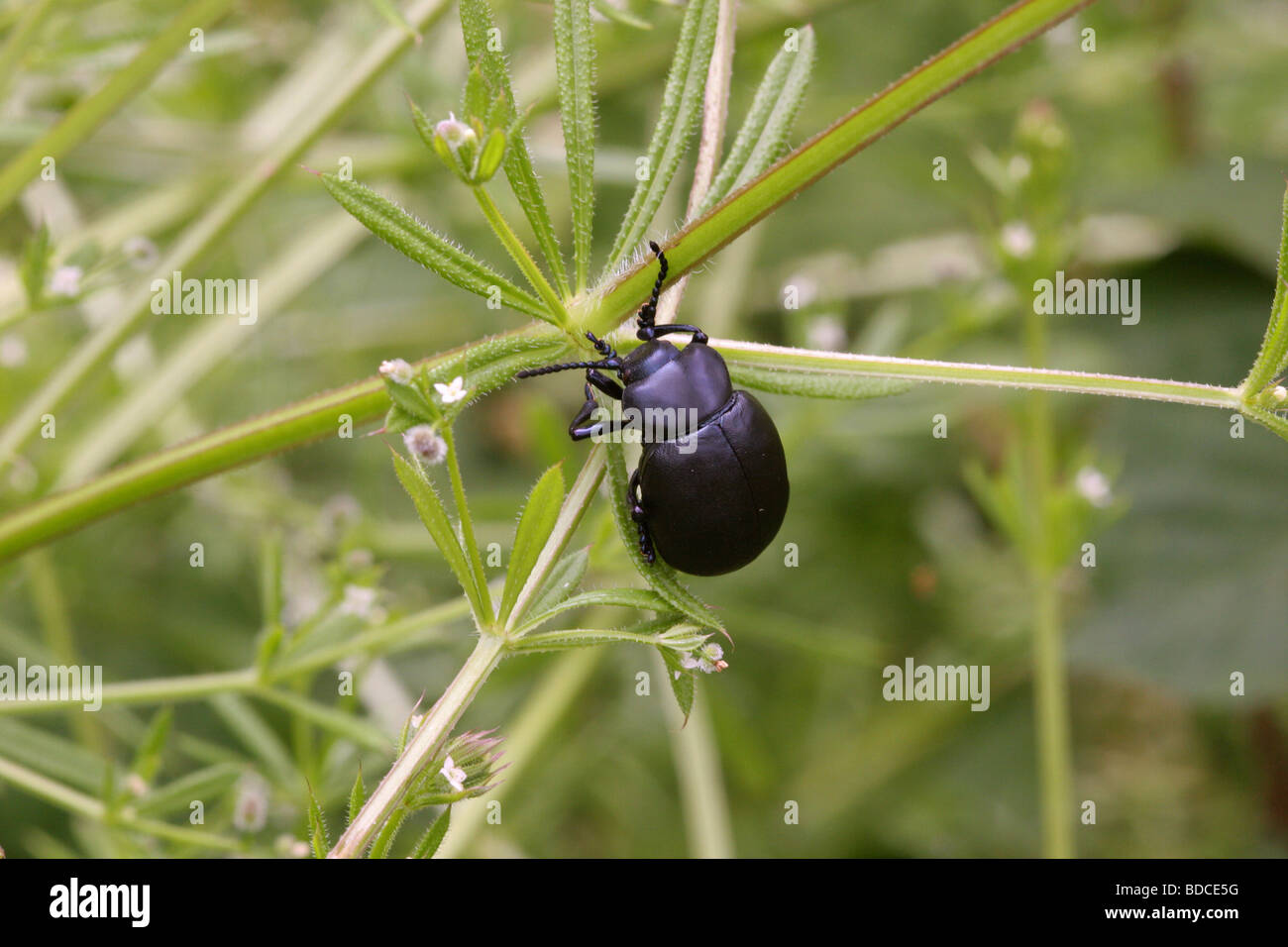 Blutige Nase Käfer (Timarcha Tenebricosa: Crysomelidae) auf Klettenlabkraut (Galium Aparine), UK. Stockfoto