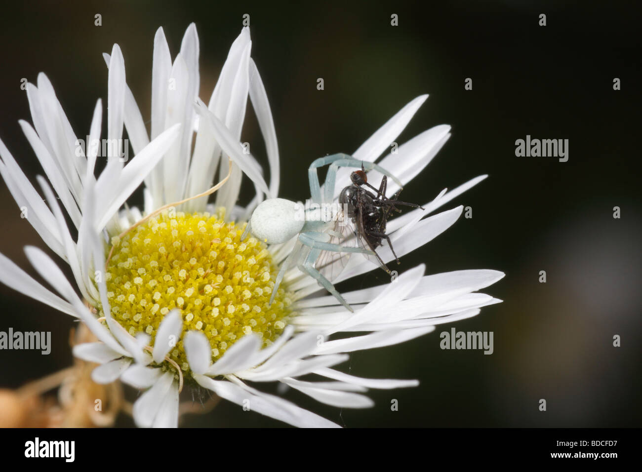 Misumena vatia, eine Krabbe Spinne, hat eine Fliege gefangen. es sitzt auf einem erigeron (berufskraut) Blüte. Stockfoto