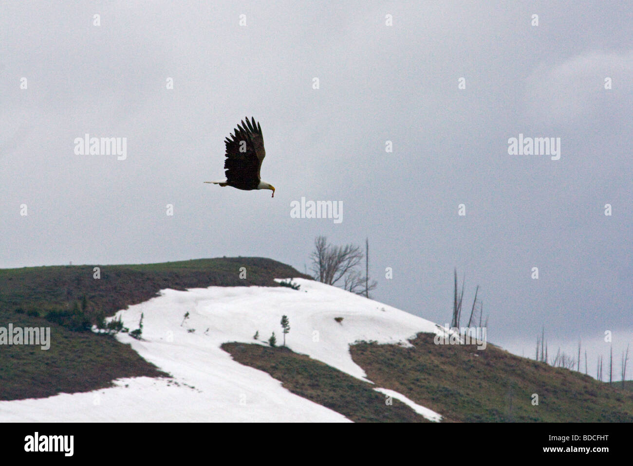 Weißkopf-Seeadler mit Fleisch von Grizzlybär töten gestohlen Stockfoto