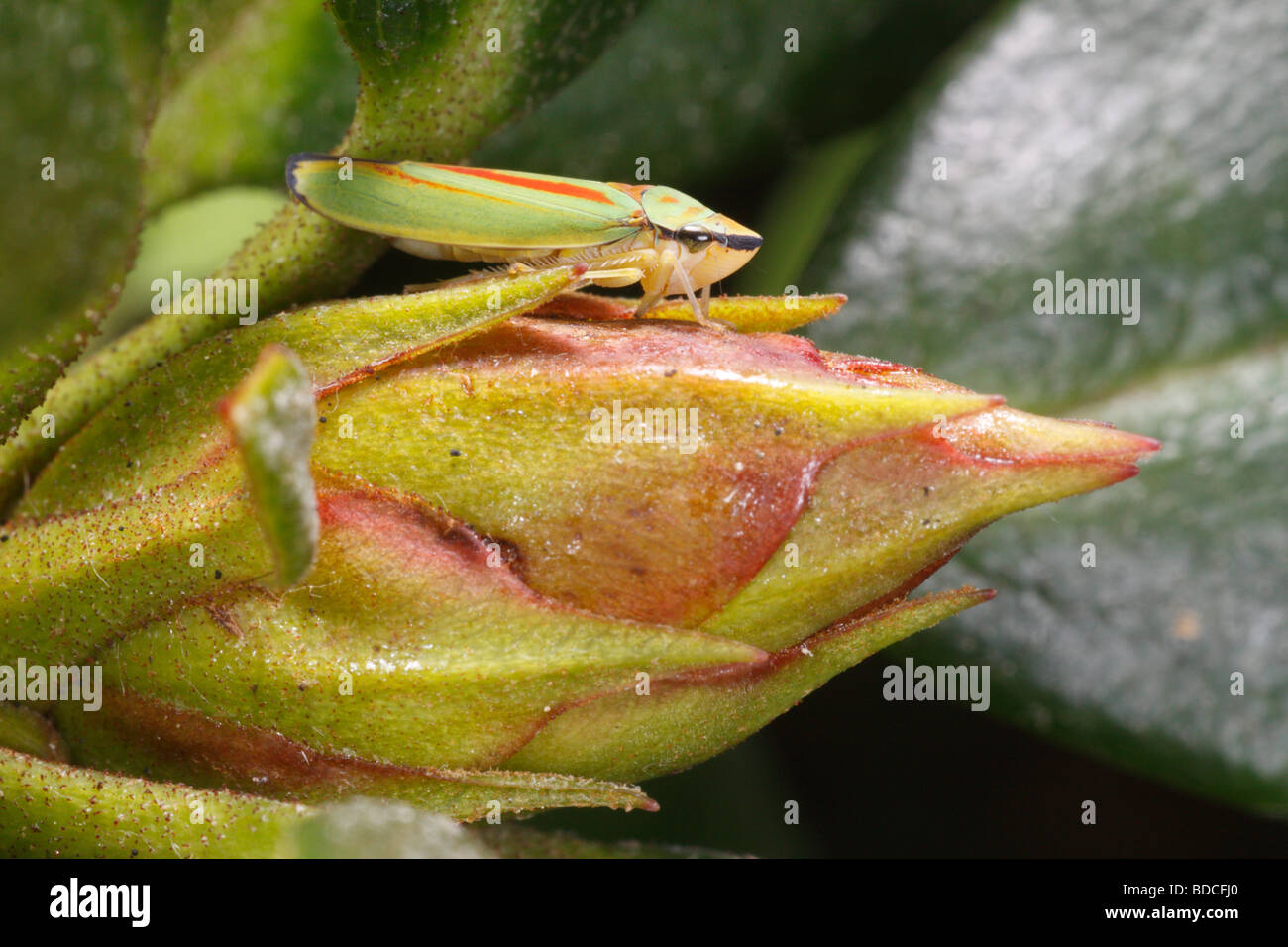 Rhododendron Leafhopper (Graphocephala Fennahi), Rhododendron Blätter und Knospen sitzen (und Fütterung). Stockfoto