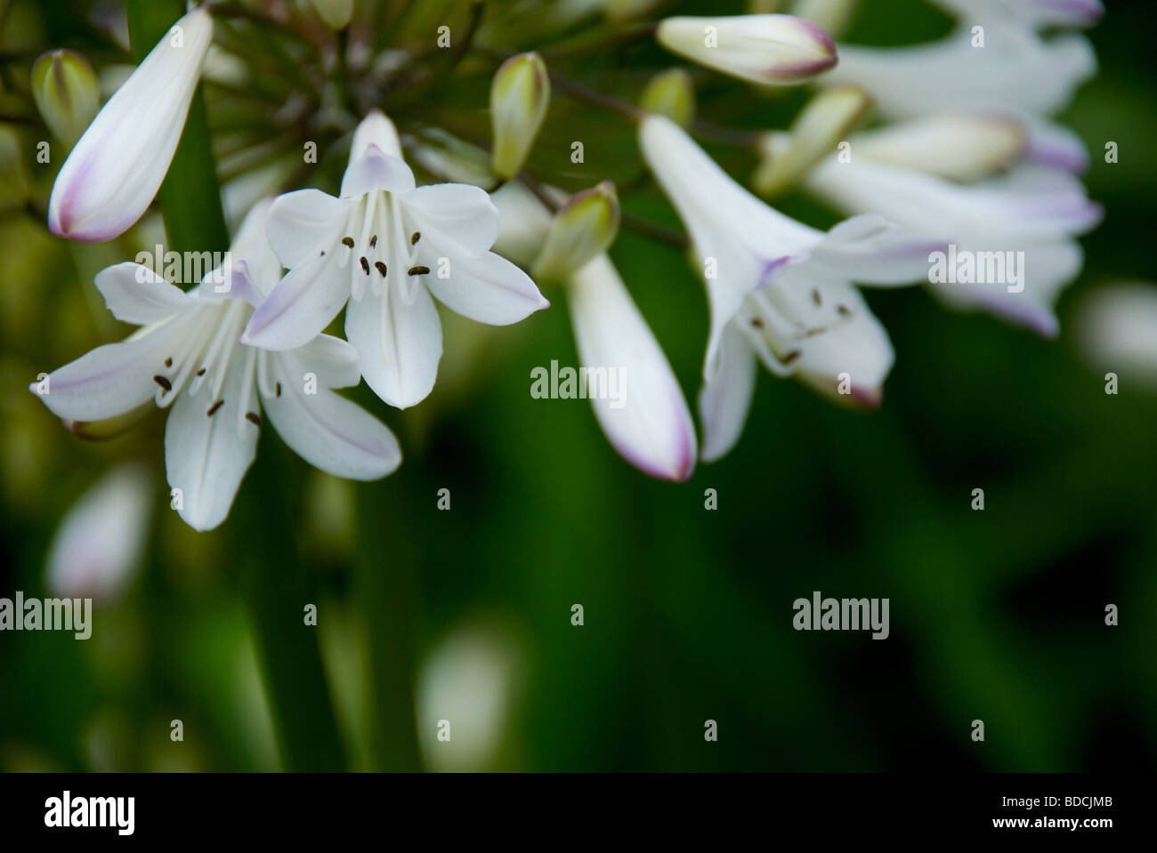 weiße Blumen, Sommer, england Stockfoto