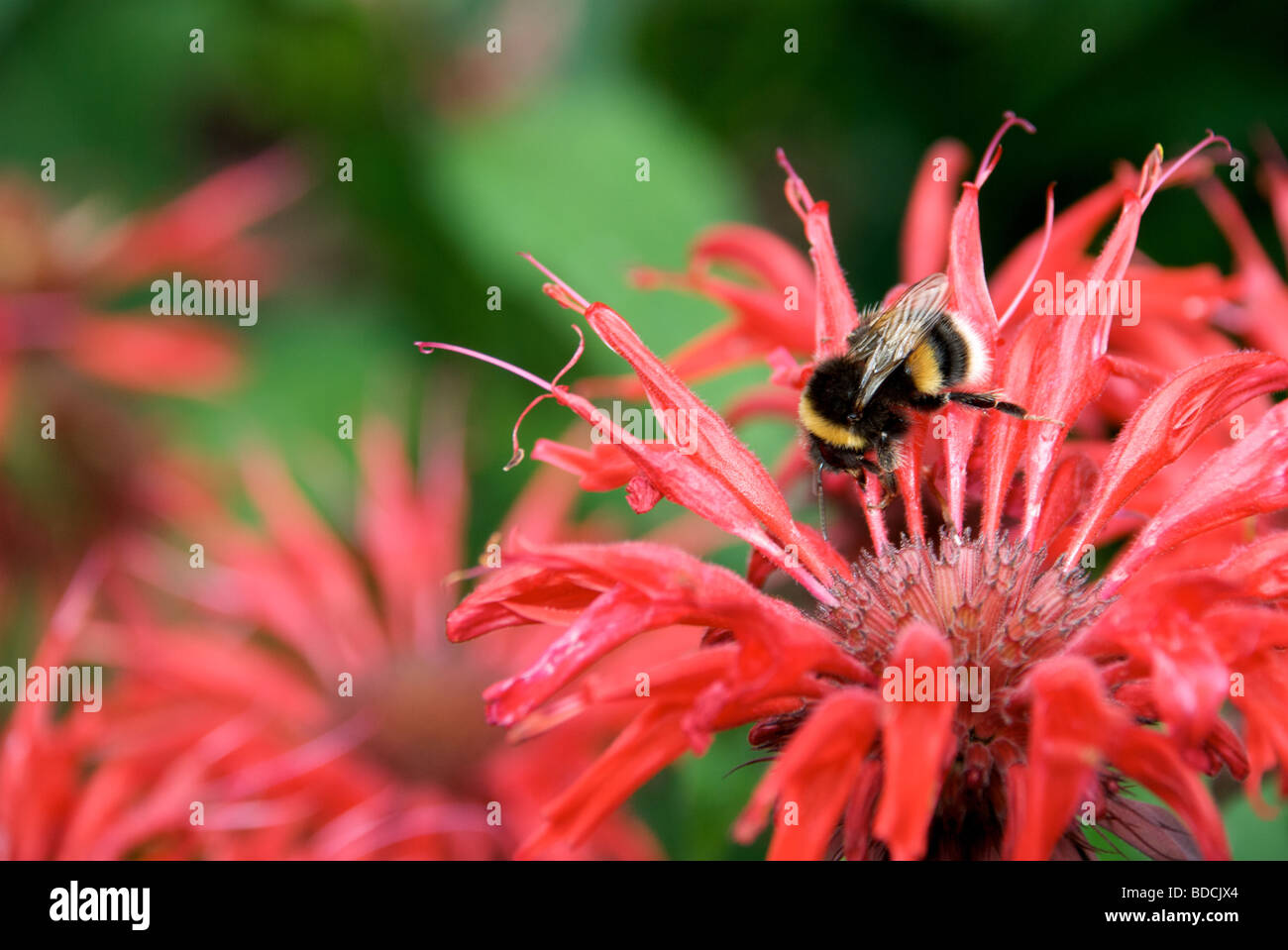 Biene auf rote Blüten, Sommer Stockfoto