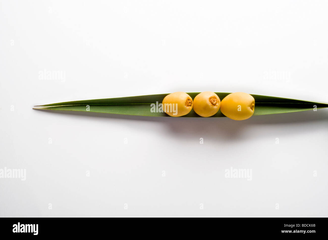 Drei rohe, gelbe Daten auf einer einzigen Palmblatt gelegt. Stockfoto