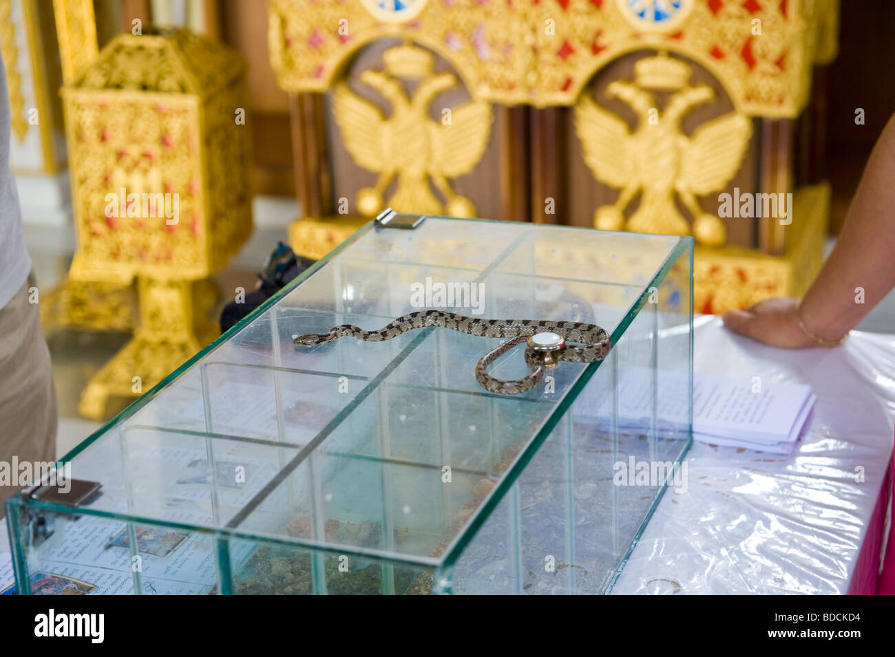 Jährliches Festival der Schlangen in der Kirche der Jungfrau Maria in einem Bergdorf auf griechischen Insel von Kefalonia Griechenland GR Arginia Stockfoto