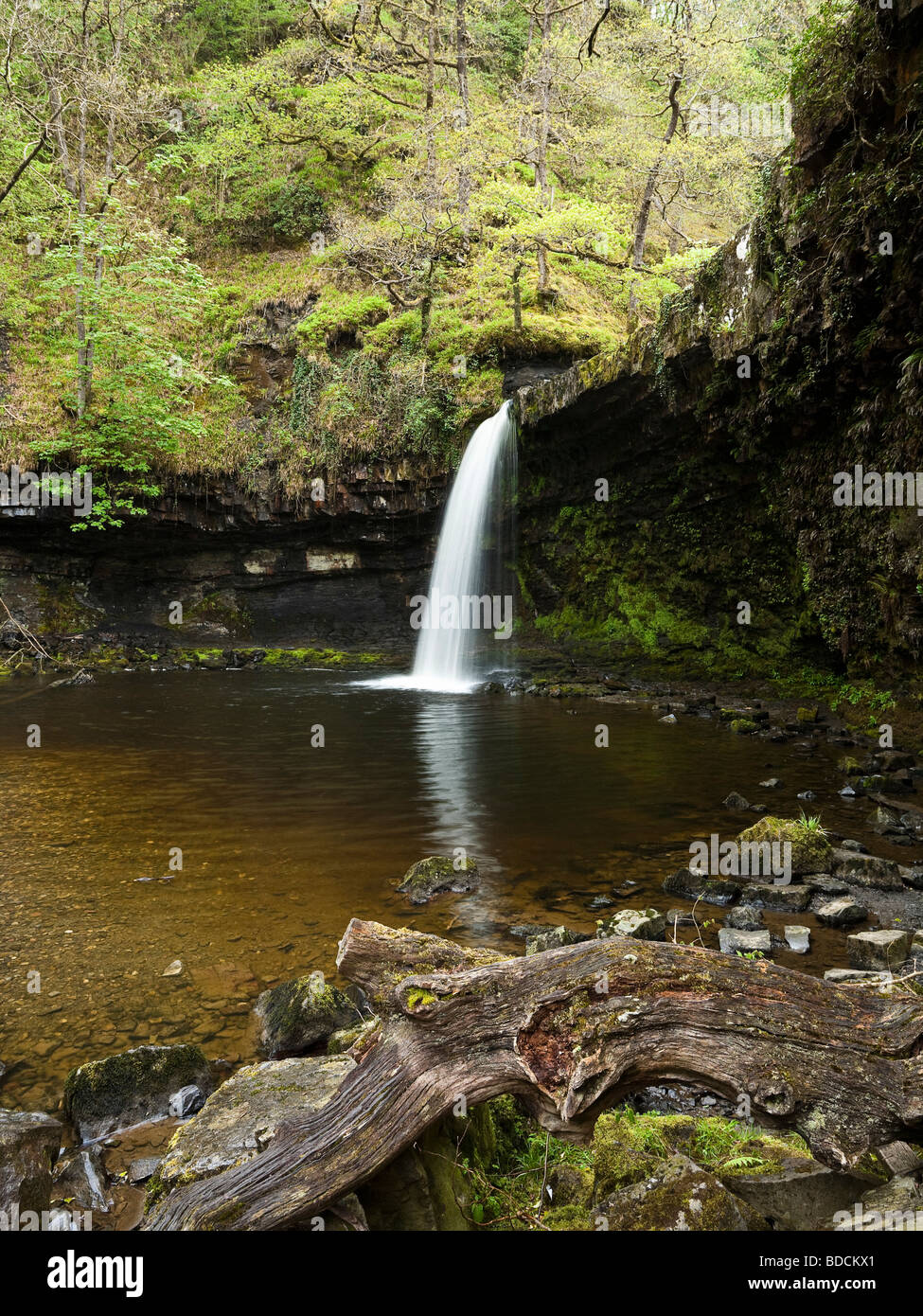 Sgwd Gwladus Wasserfall in der Nähe von Portneddfechan Teil des Wasserfalls Counrty Brecon-Beacons-Wales Stockfoto